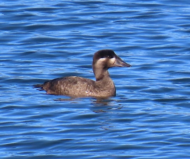 Surf Scoter - ML643906029