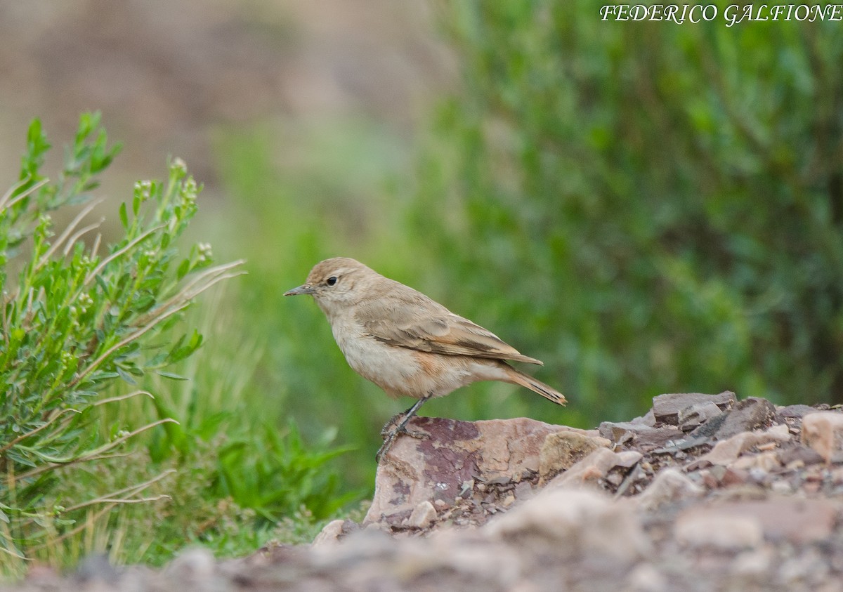 Rufous-banded Miner - ML643906034