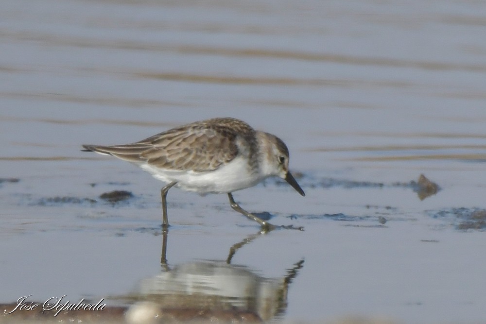 Semipalmated Sandpiper - ML643906057