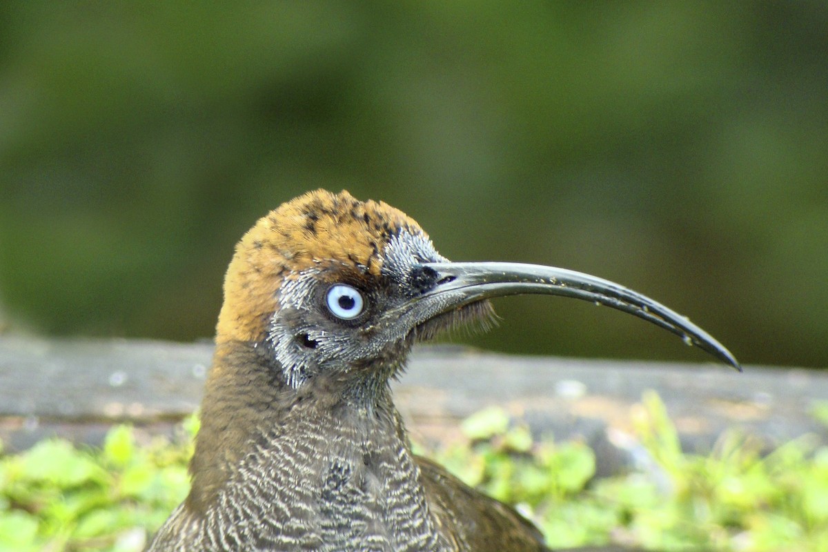 Brown Sicklebill - ML643906058