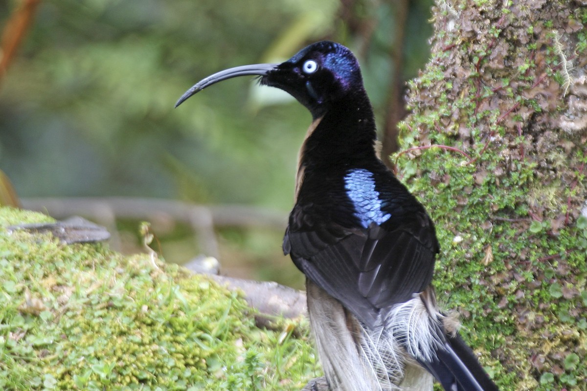 Brown Sicklebill - ML643906059