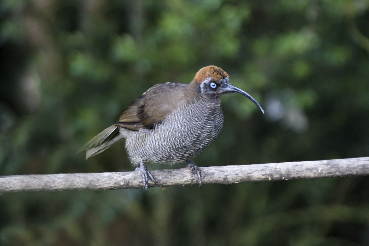 Brown Sicklebill - ML643906061