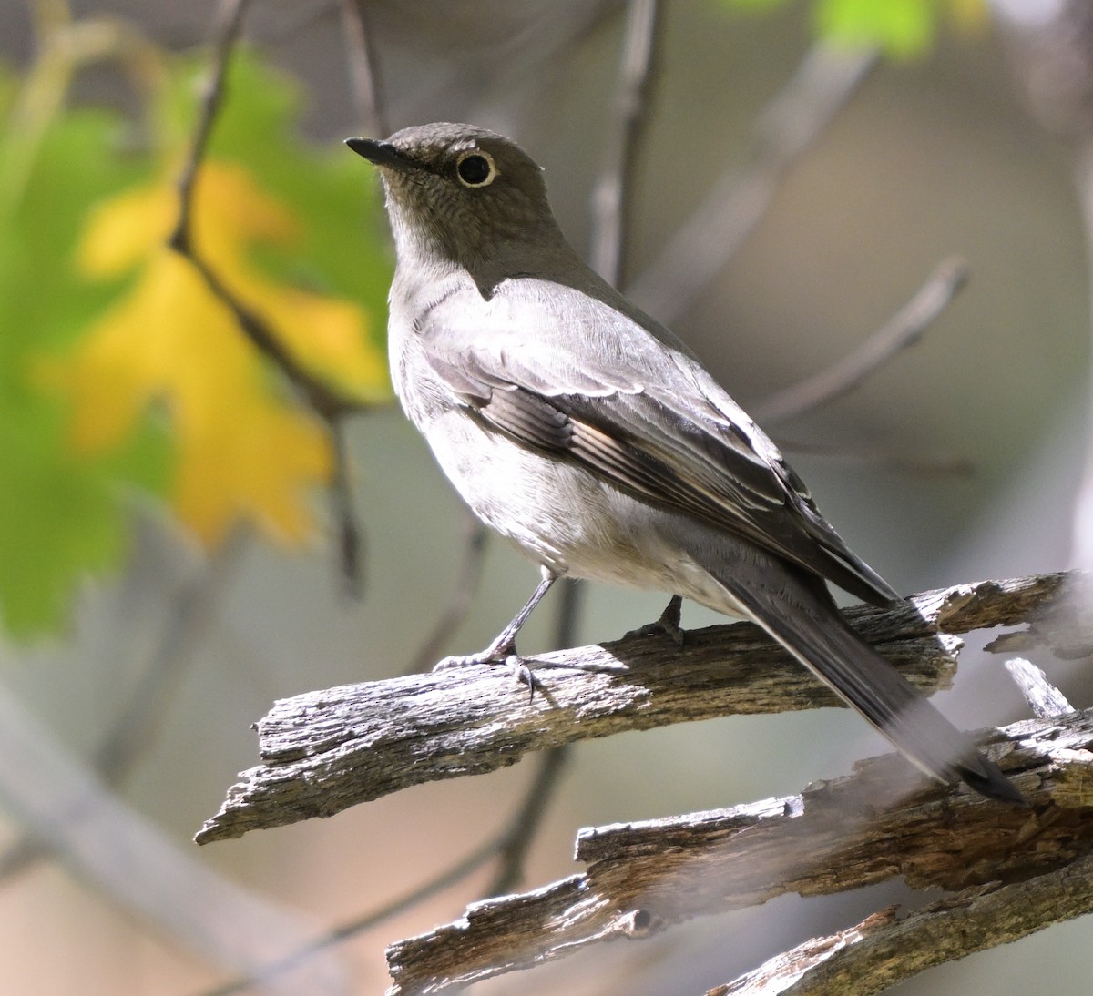 Townsend's Solitaire - ML643906075