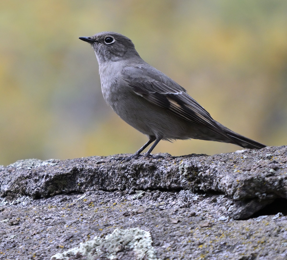 Townsend's Solitaire - ML643906076
