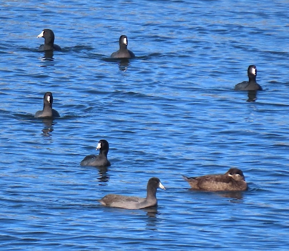 Surf Scoter - ML643906092