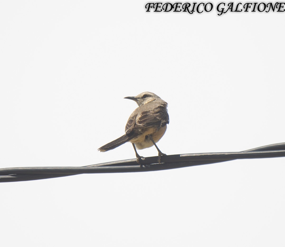 Patagonya Taklitçisi - ML643906103