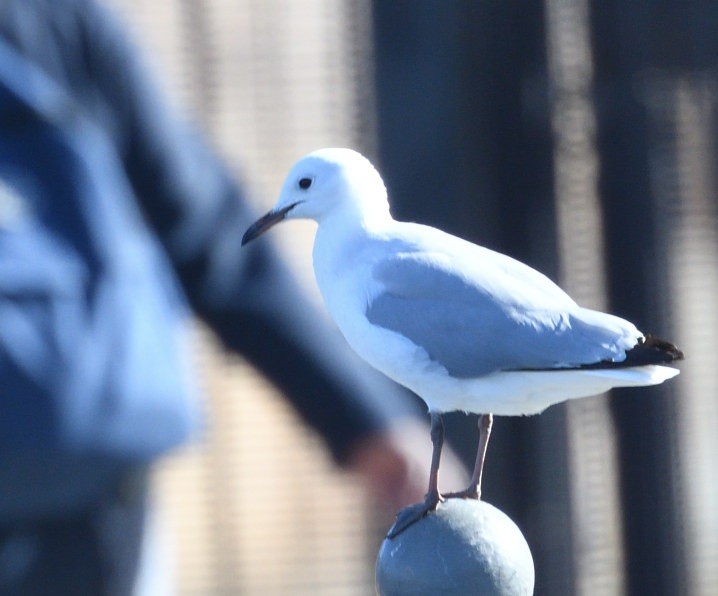 Hartlaub's Gull - ML643906111