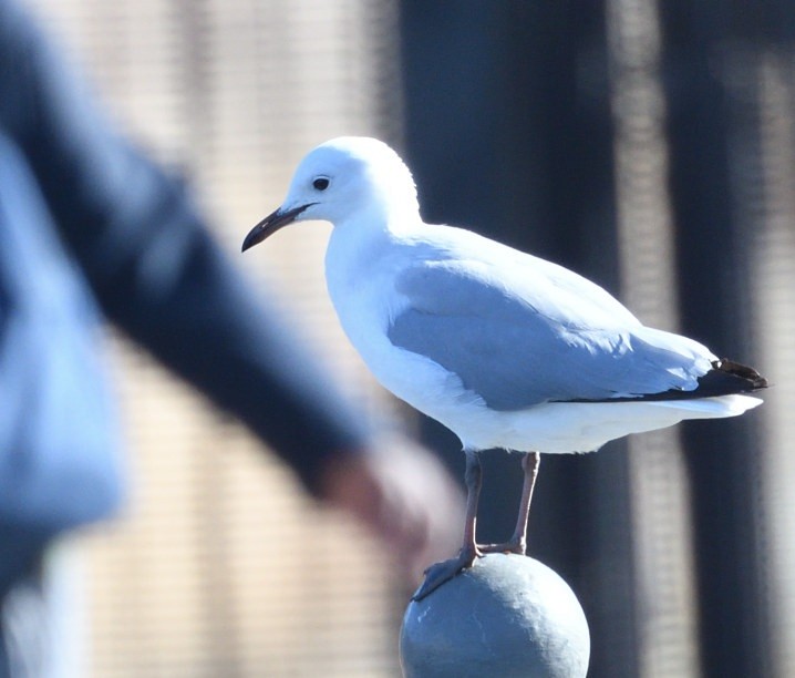 Hartlaub's Gull - ML643906114
