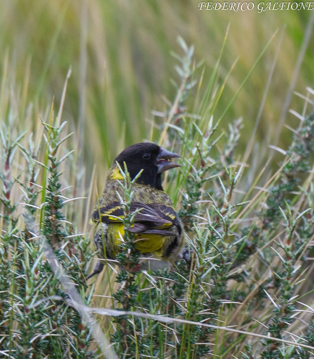 ハシブトヒワ - ML643906116