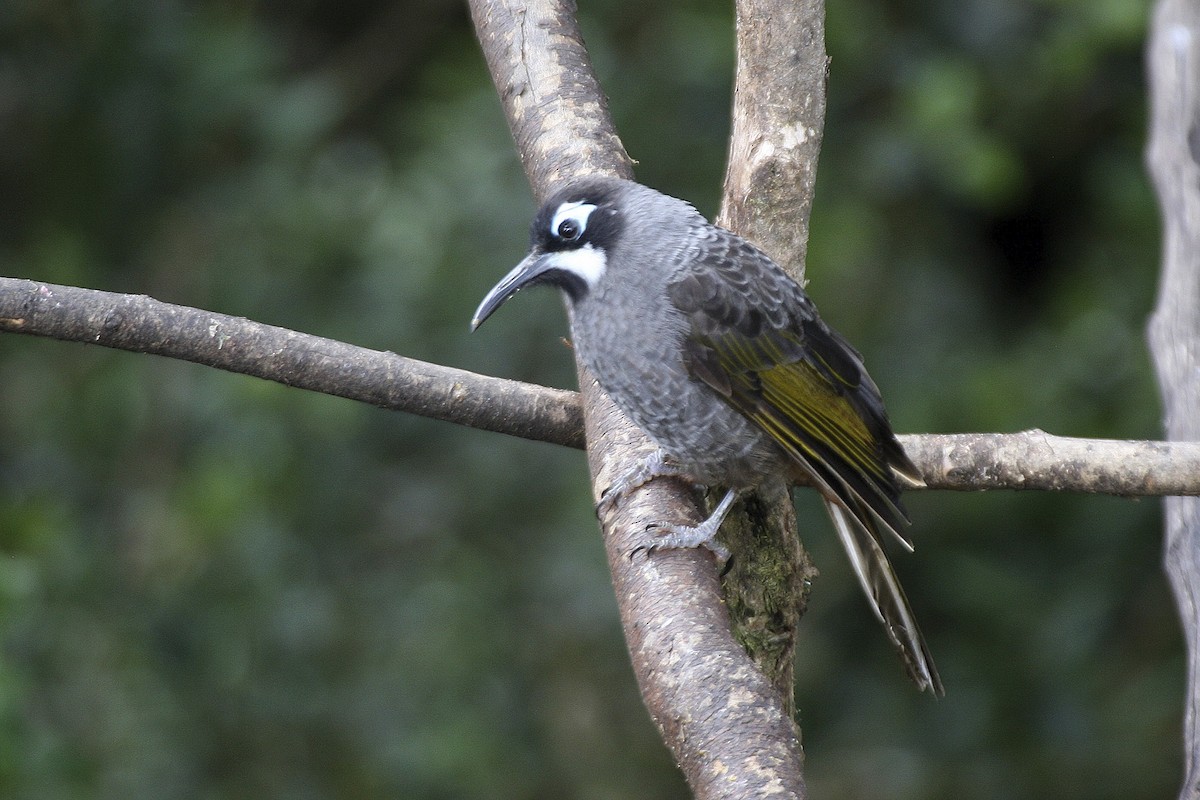 Belford's Melidectes - ML643906117