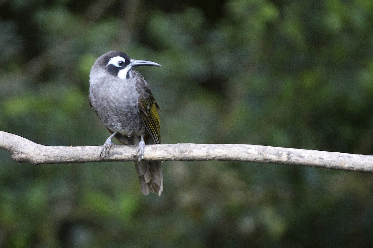 Belford's Melidectes - ML643906118