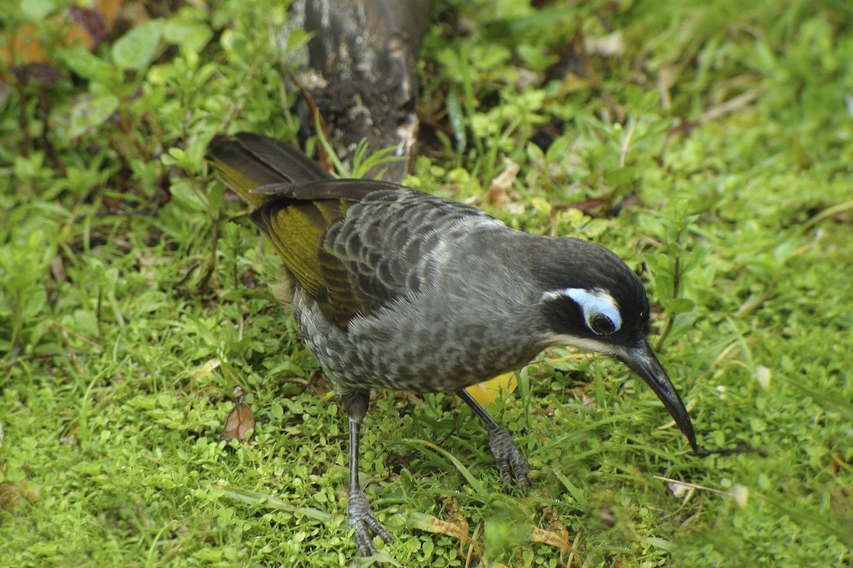 Belford's Melidectes - ML643906119