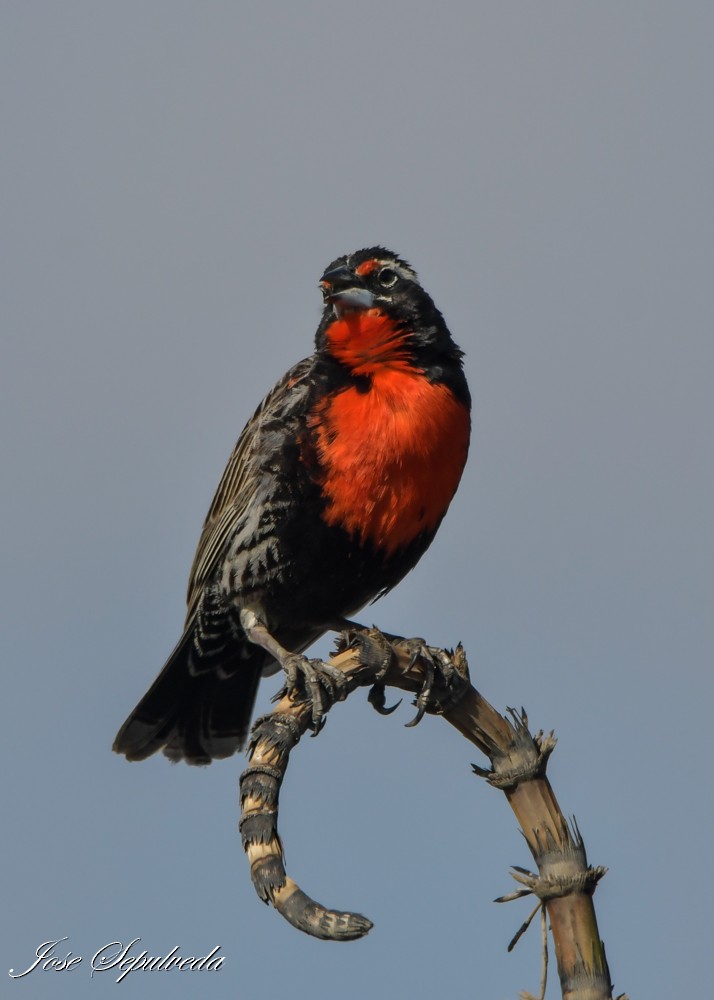 Peruvian Meadowlark - ML643906131