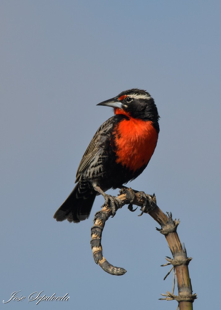 Peruvian Meadowlark - ML643906132