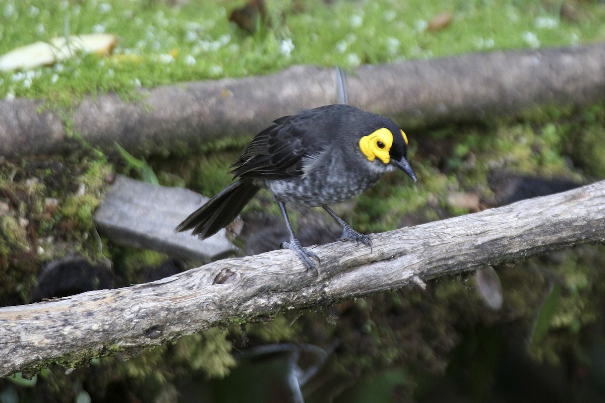 Smoky Honeyeater - ML643906135