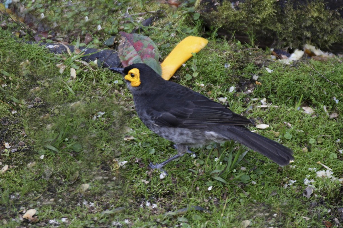 Smoky Honeyeater - ML643906136
