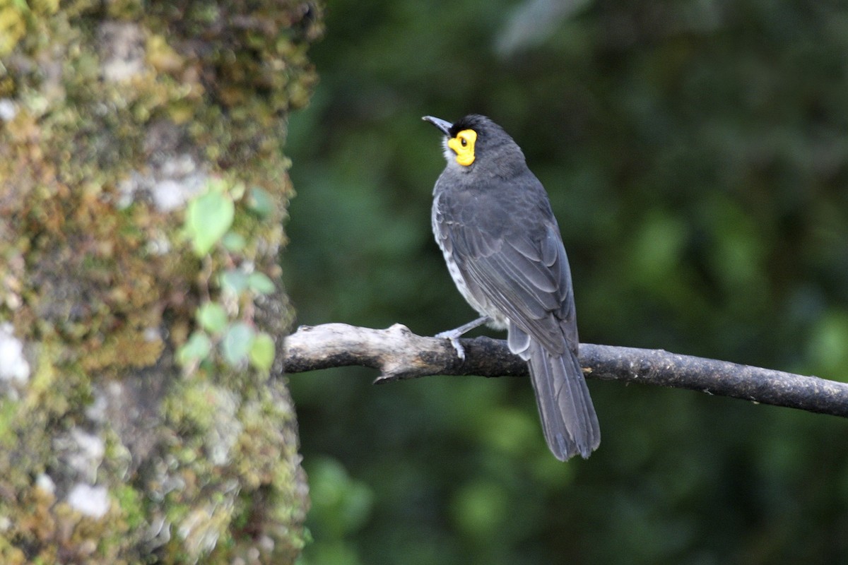 røykhonningeter - ML643906137