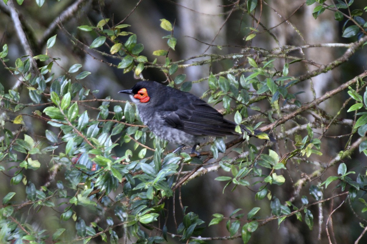 Smoky Honeyeater - ML643906138