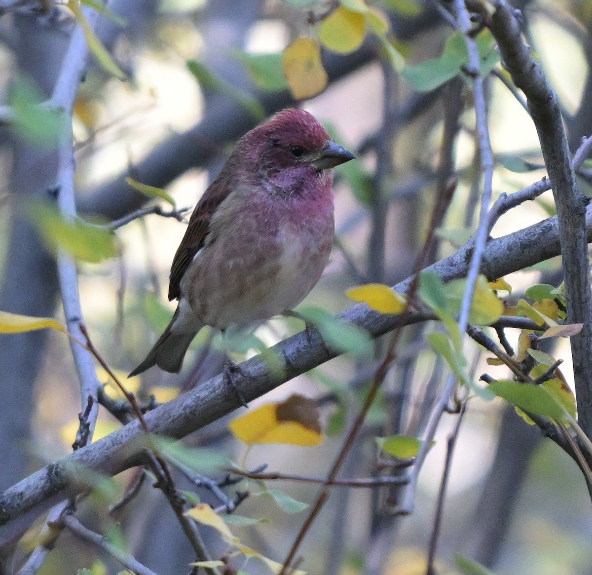 Purple Finch - ML643906140