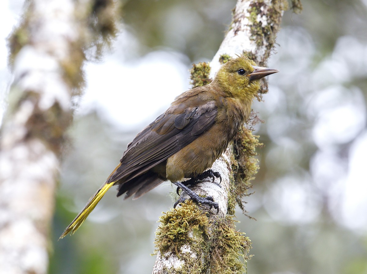 Russet-backed Oropendola - ML643906168