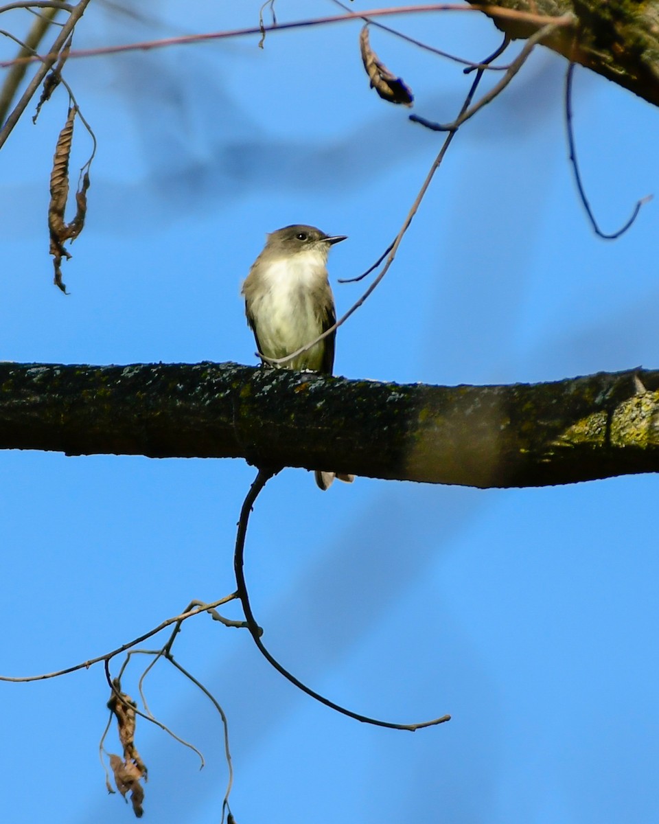 Eastern Phoebe - ML643906169
