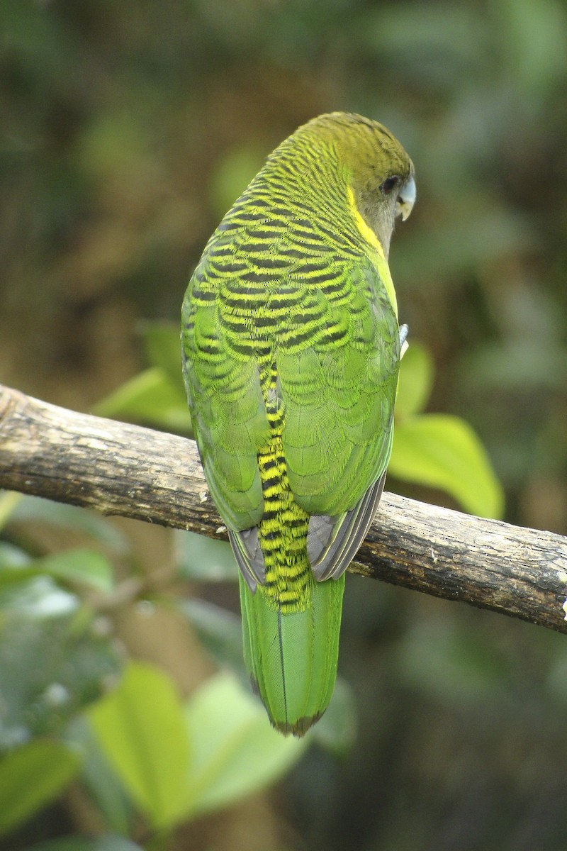 Brehm's Tiger-Parrot - ML643906177