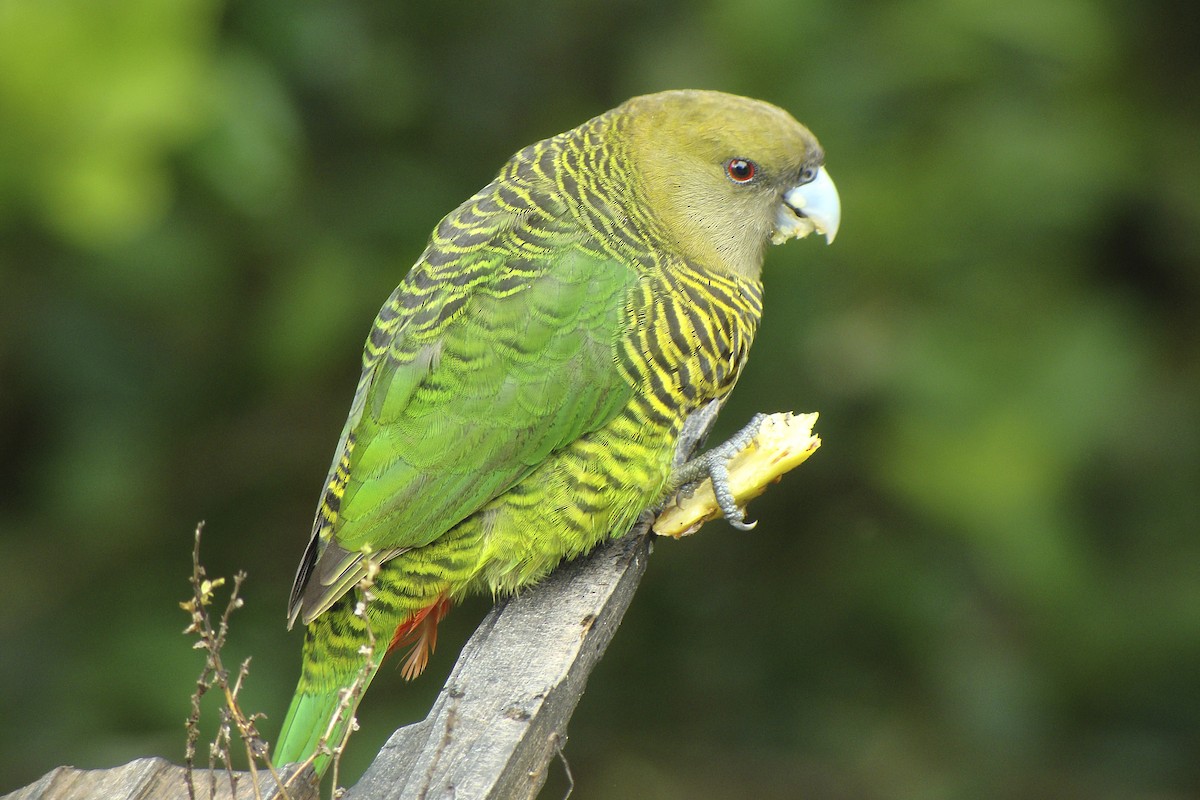 Brehm's Tiger-Parrot - ML643906178