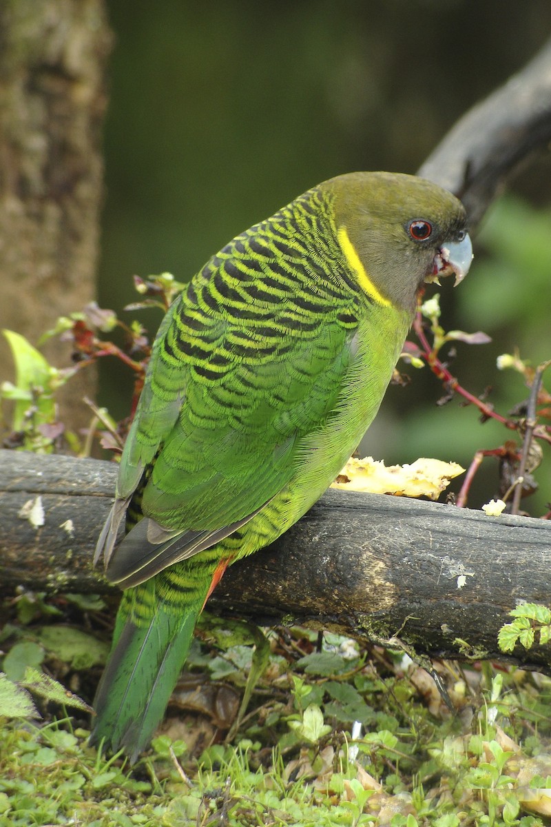 Brehm's Tiger-Parrot - ML643906179