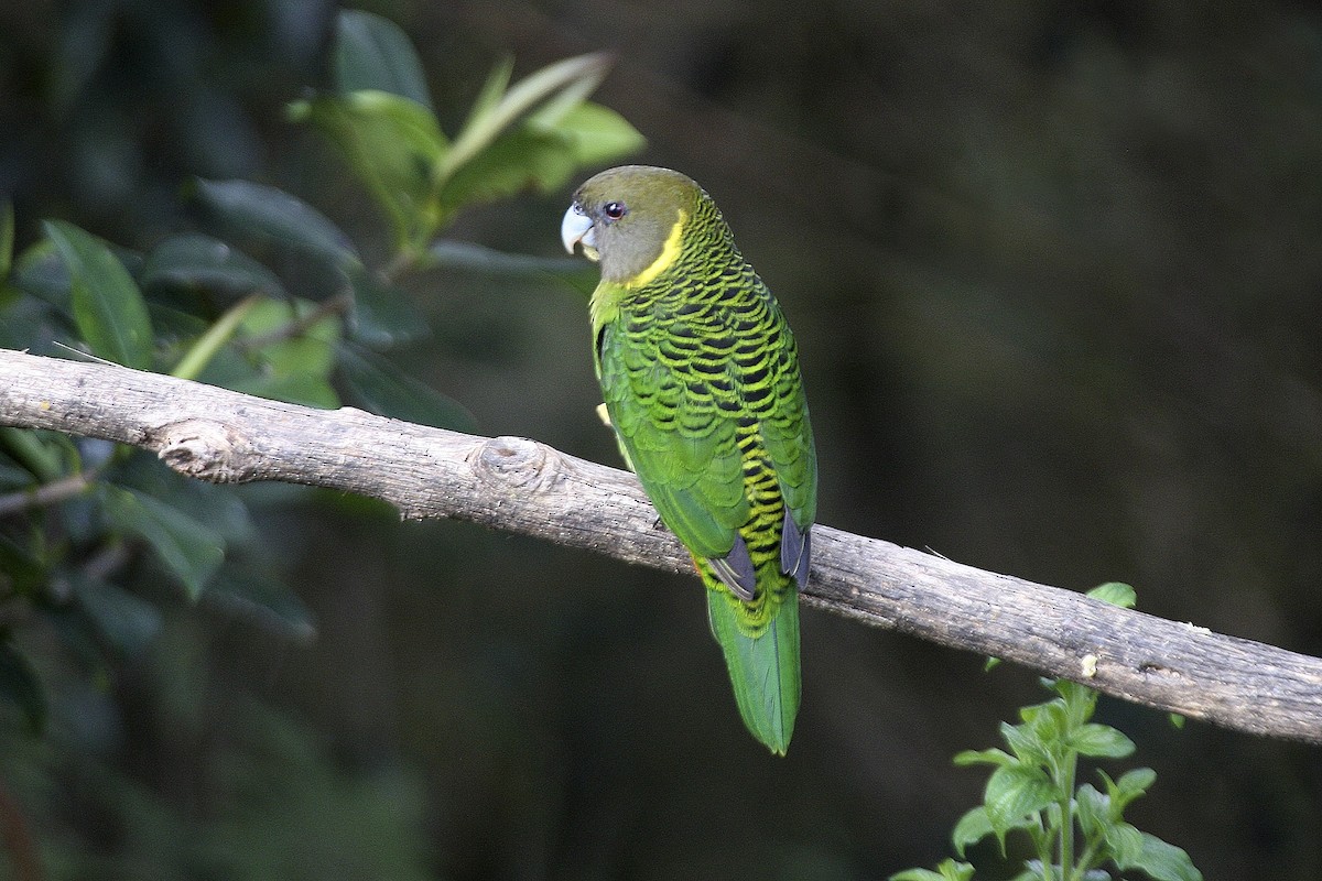Brehm's Tiger-Parrot - ML643906180
