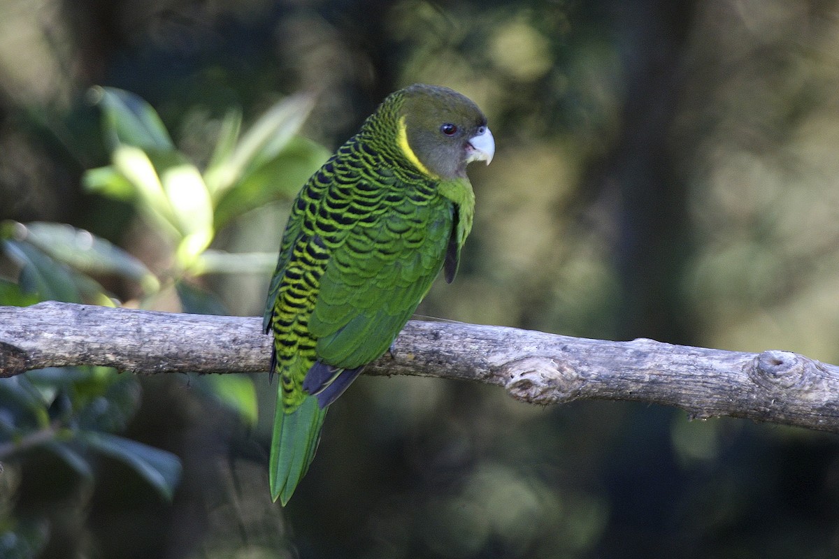 Brehm's Tiger-Parrot - ML643906181