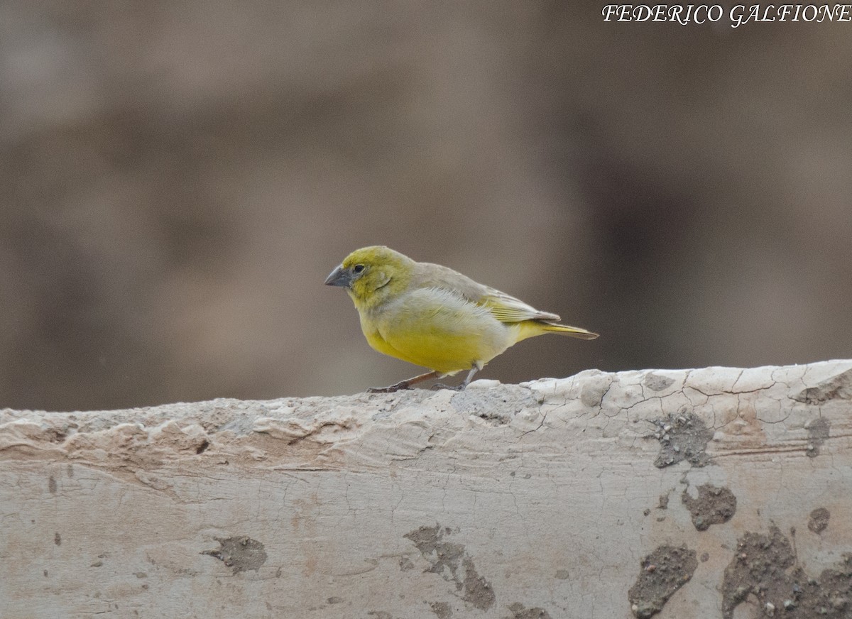 Greenish Yellow-Finch - ML643906182