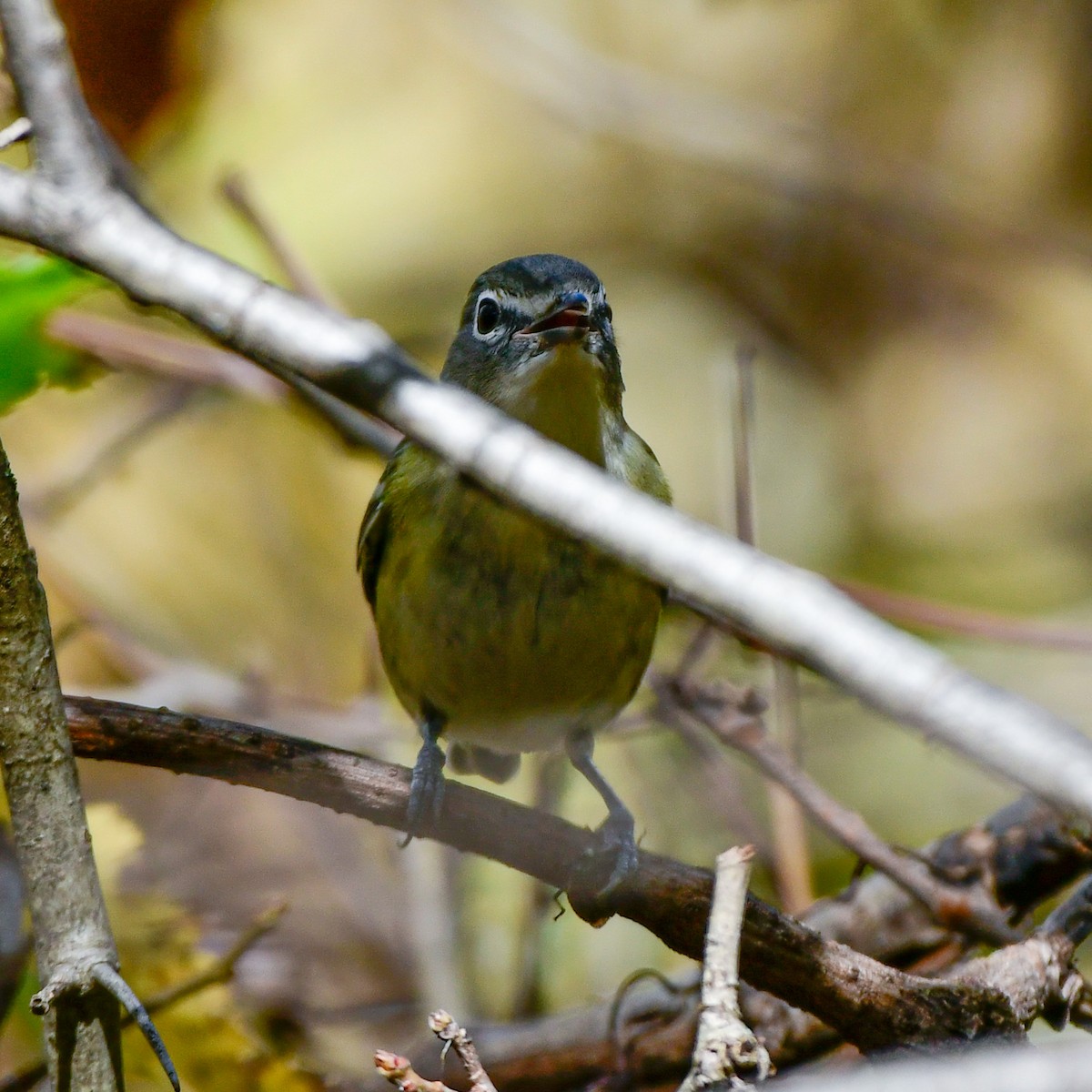 Blue-headed Vireo - ML643906183