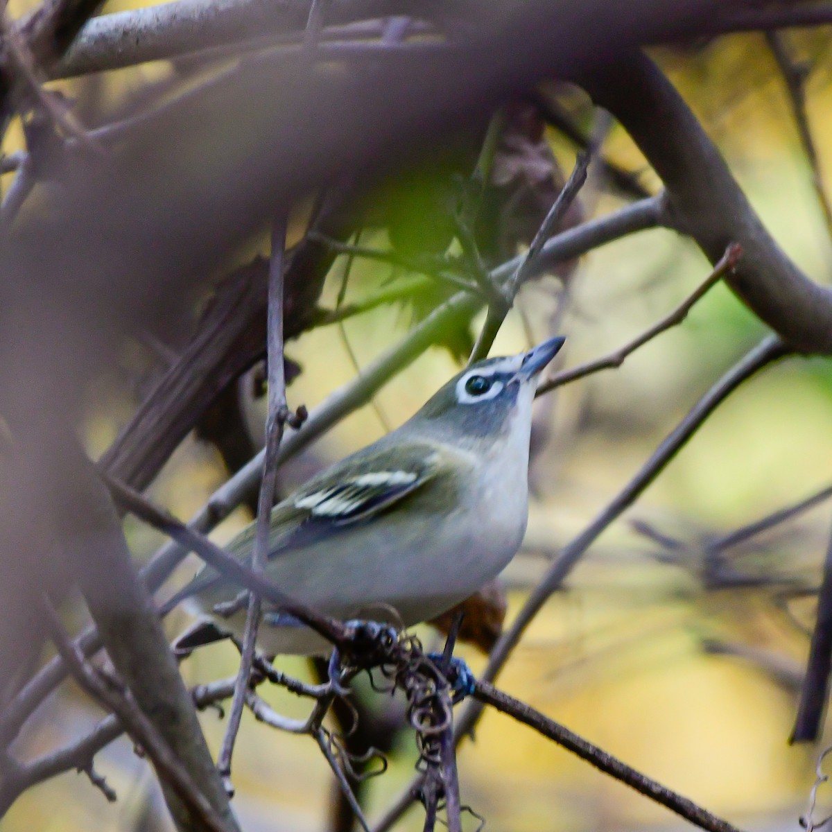Blue-headed Vireo - ML643906184