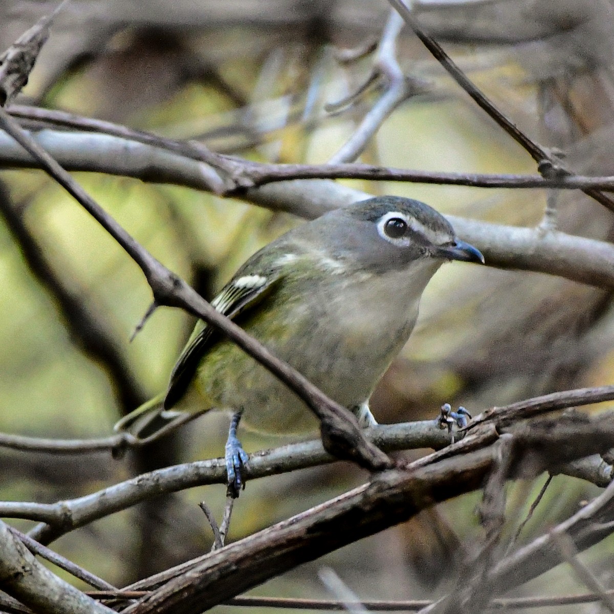 Blue-headed Vireo - ML643906185
