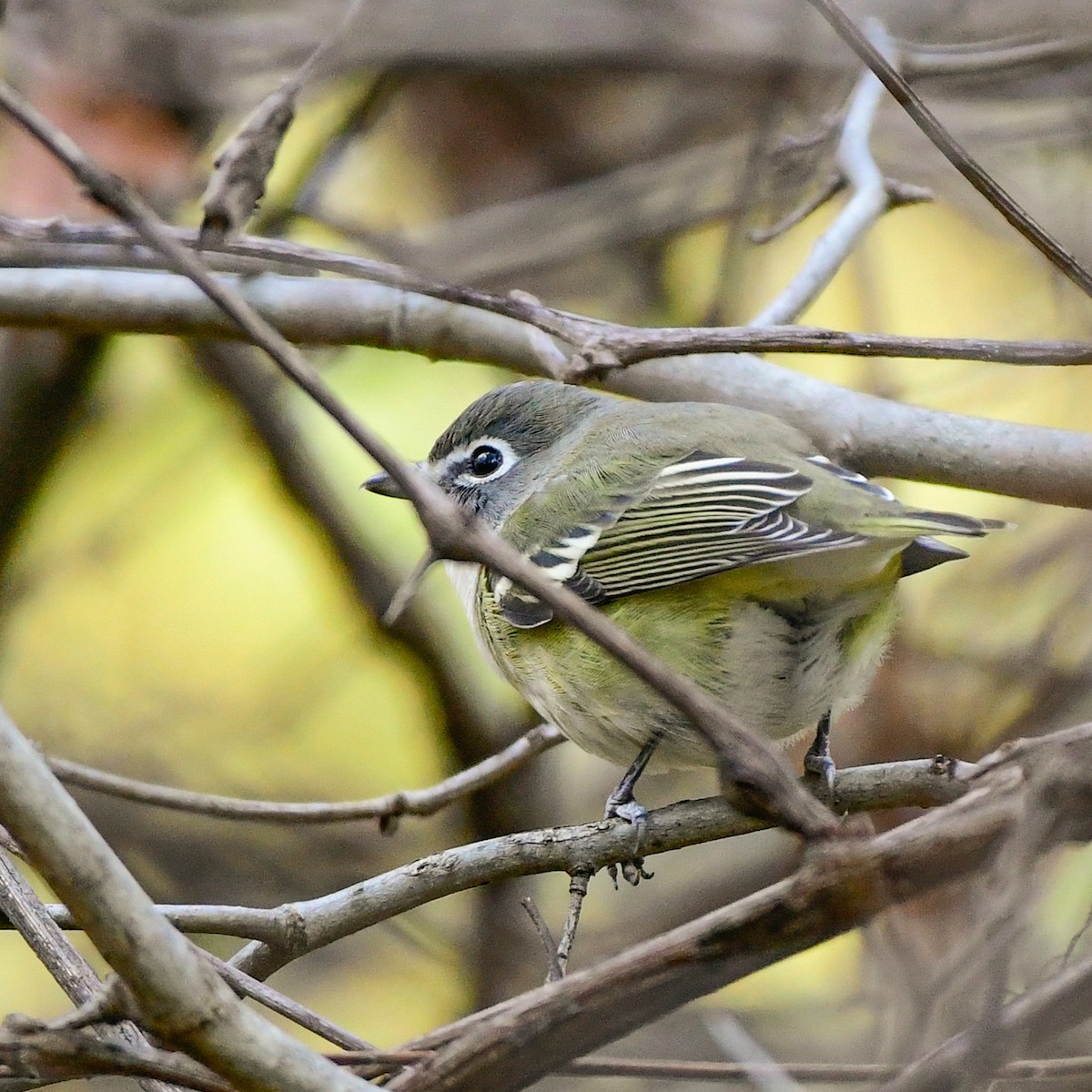 Blue-headed Vireo - ML643906186