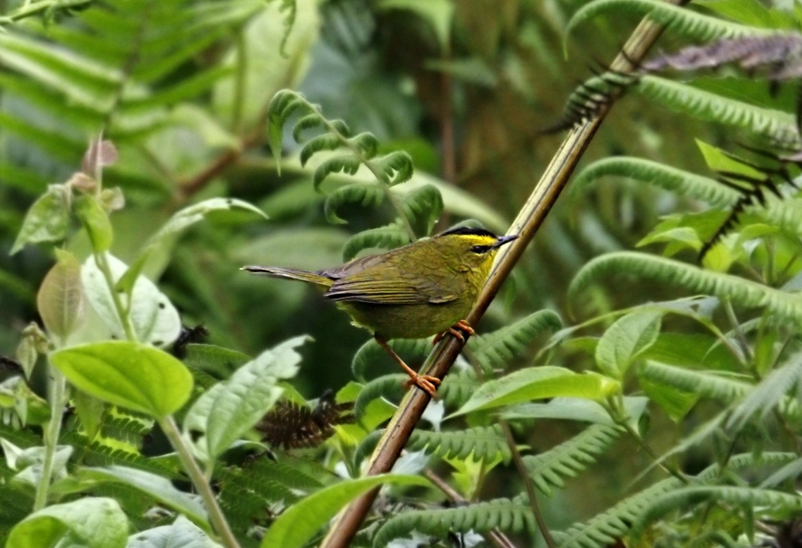 Black-crested Warbler - ML643906195