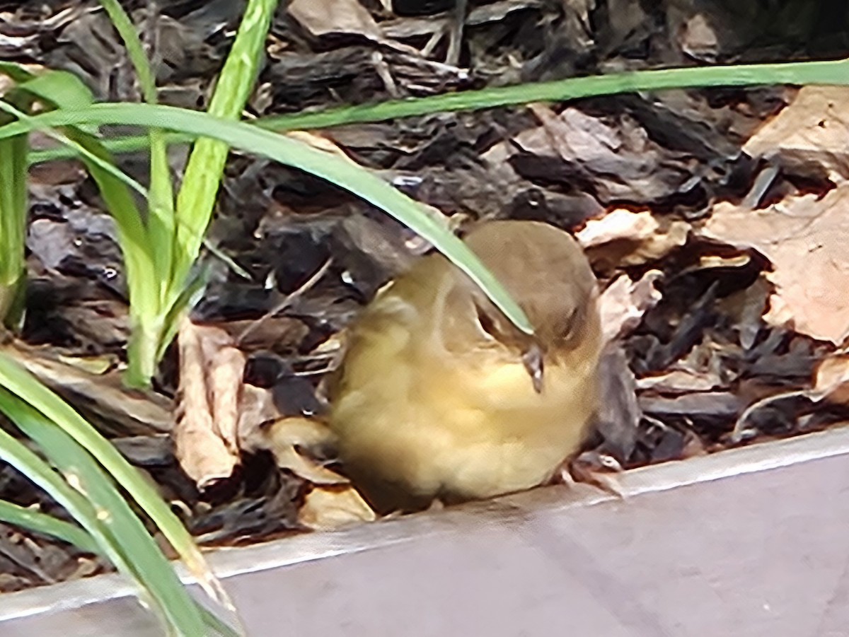 Common Yellowthroat - ML643906198