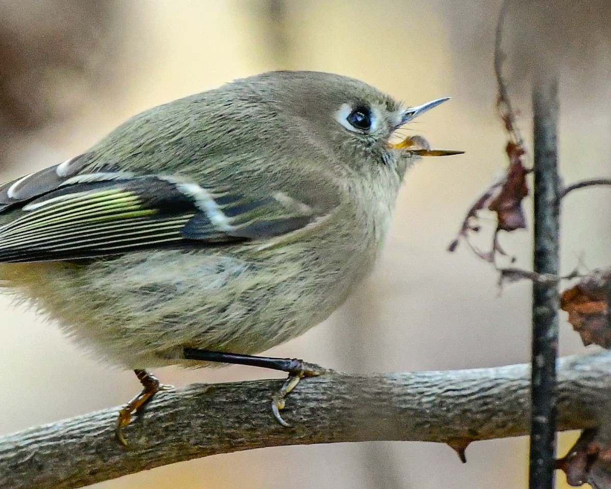 Ruby-crowned Kinglet - ML643906201