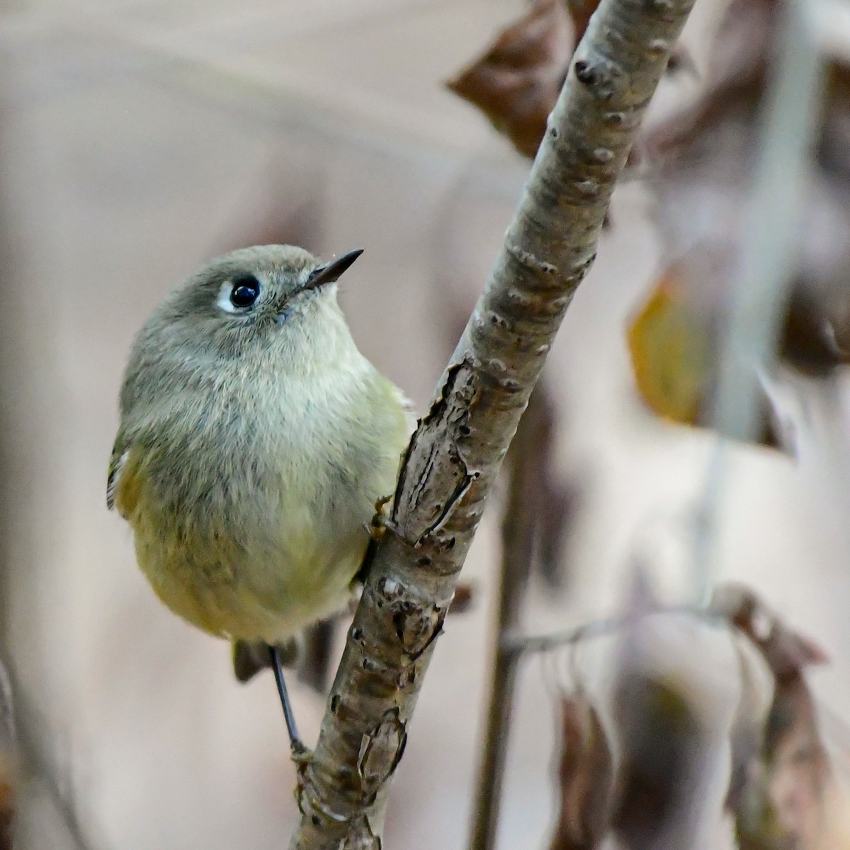 Ruby-crowned Kinglet - ML643906202
