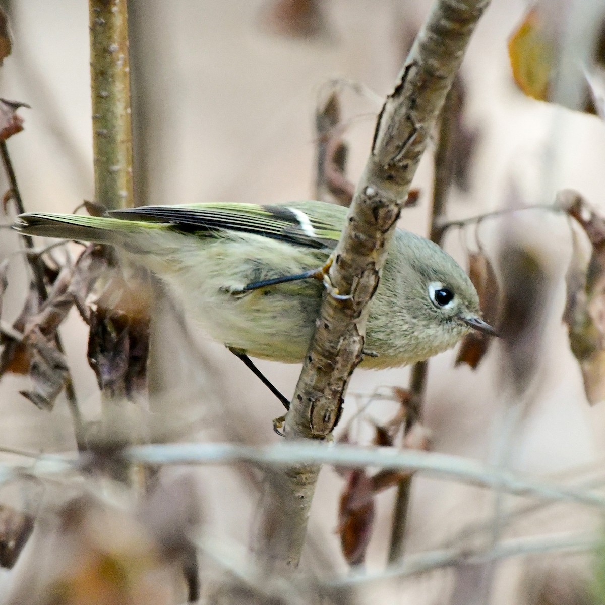 Ruby-crowned Kinglet - ML643906203