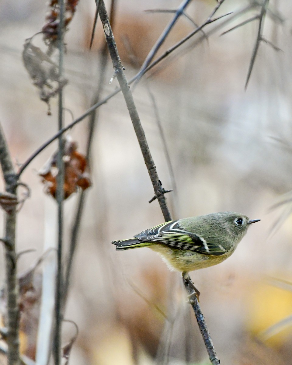 Ruby-crowned Kinglet - ML643906204