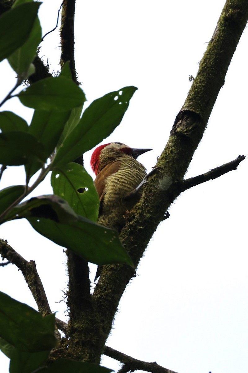 Golden-olive Woodpecker - ML643906212