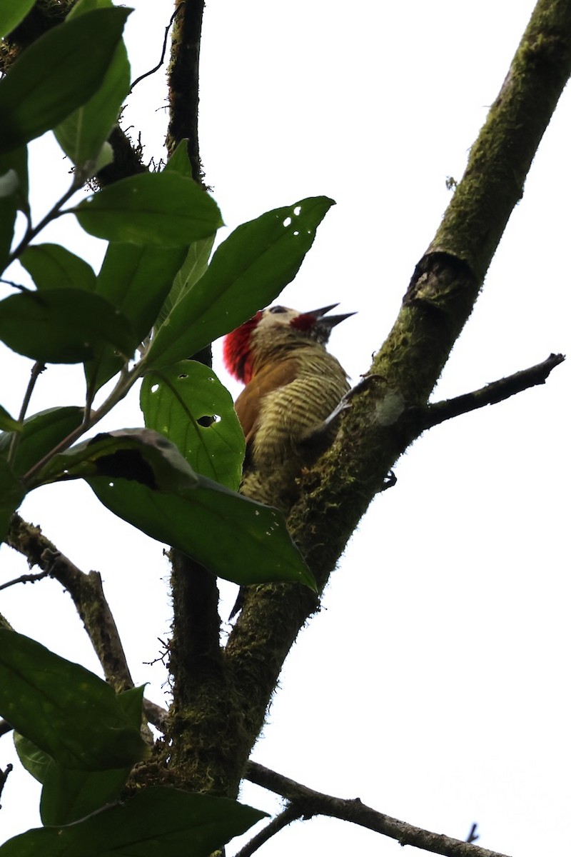 Golden-olive Woodpecker - ML643906213