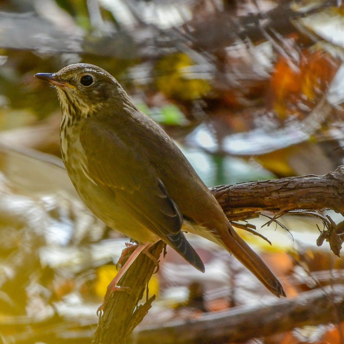 Hermit Thrush - ML643906214