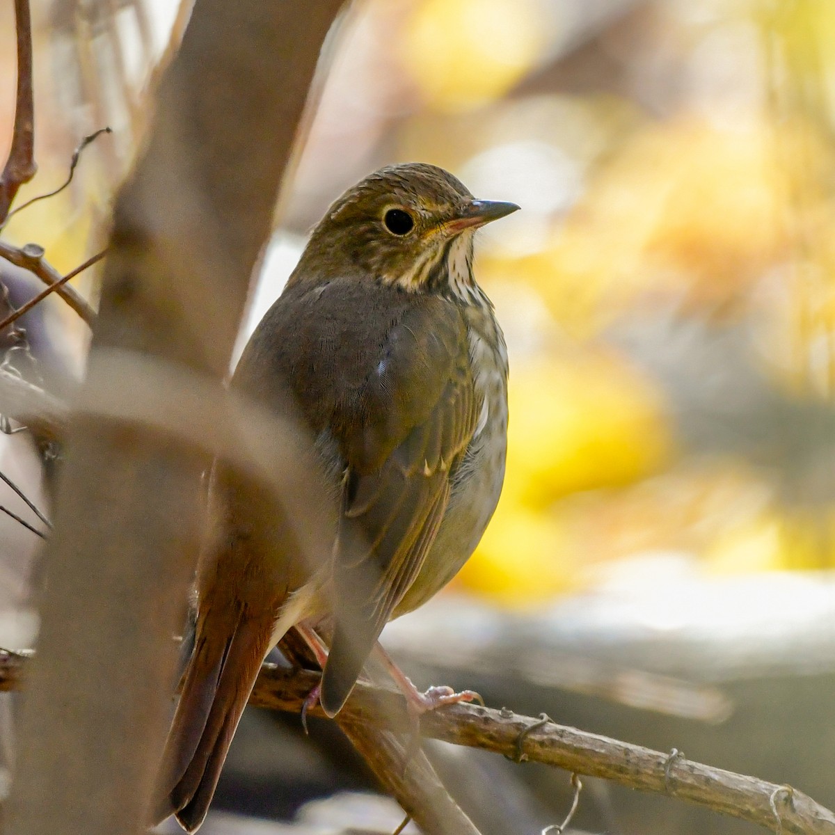 Hermit Thrush - ML643906215