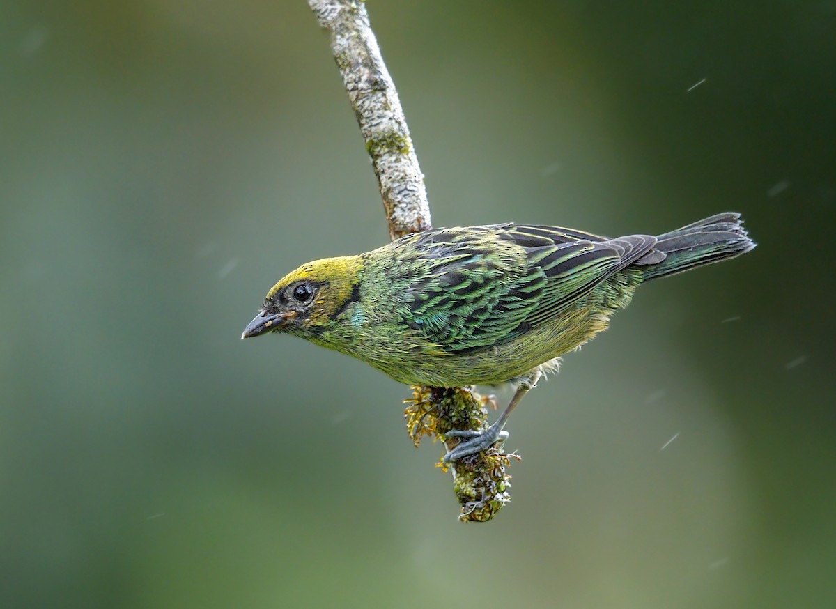 Saffron-crowned Tanager - ML643906225