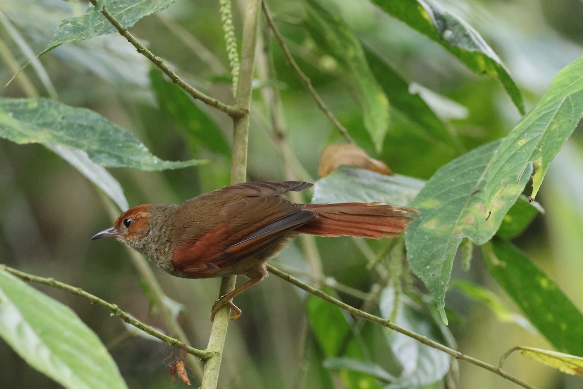 Red-faced Spinetail - ML643906231