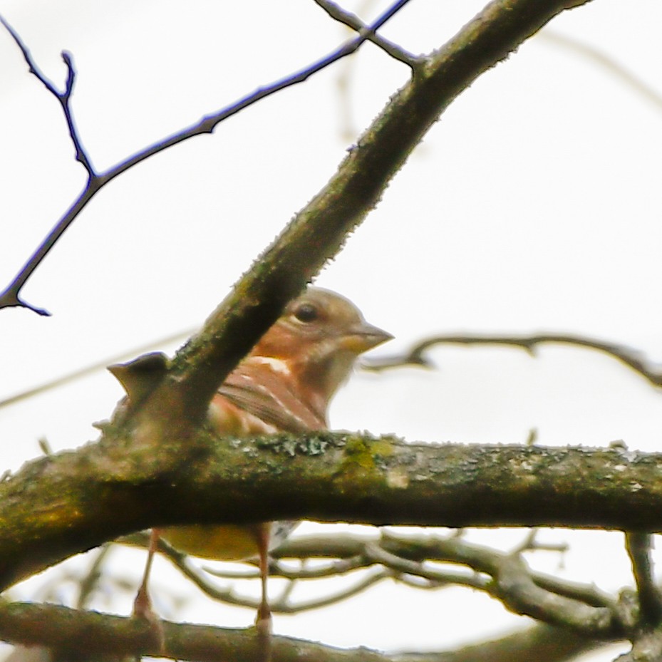 Fox Sparrow - ML643906235