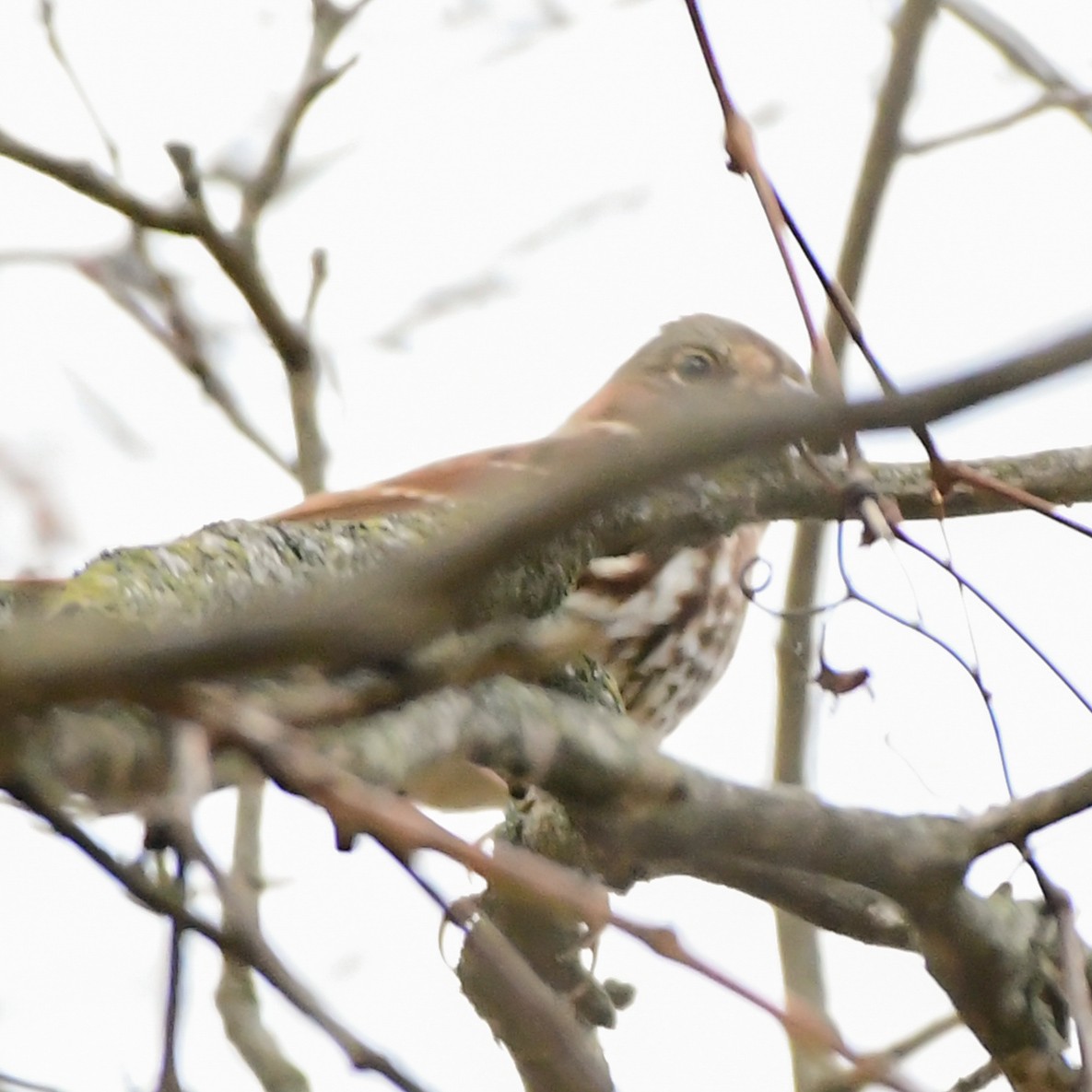 Fox Sparrow - ML643906236