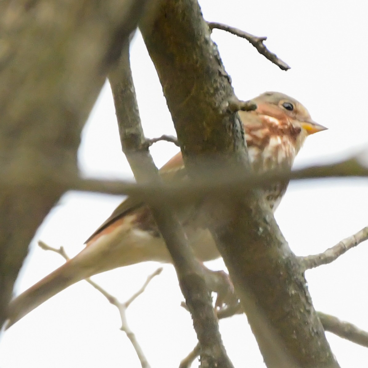Fox Sparrow - ML643906237